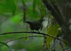 Mitrospingus cassinii