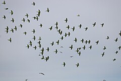 Melopsittacus undulatus