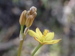 Bulbine semibarbata