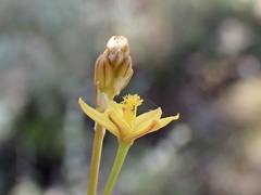 Bulbine semibarbata