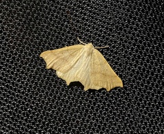 Tetracis jubararia