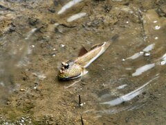 Periophthalmodon schlosseri