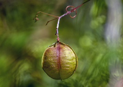 Cardiospermum halicacabum