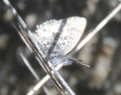 Theclinesthes serpentata