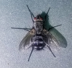 Microphthalma disjuncta