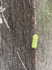 Limacodidae