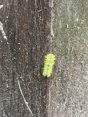 Limacodidae
