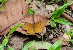 Junonia hedonia