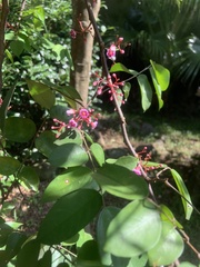 Averrhoa carambola