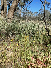 Bulbine semibarbata