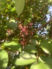 Averrhoa carambola