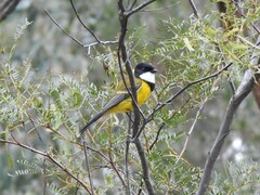 Pachycephala pectoralis