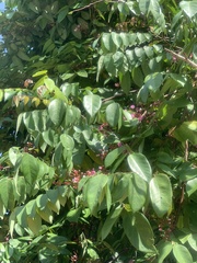 Averrhoa carambola