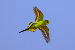 Melopsittacus undulatus