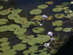 Nymphaea violacea