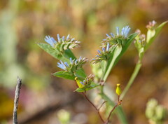 Limonium lobatum
