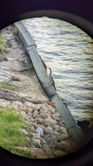 Anhinga novaehollandiae