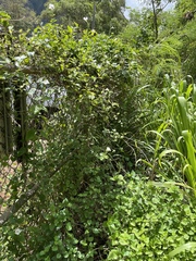 Asystasia gangetica