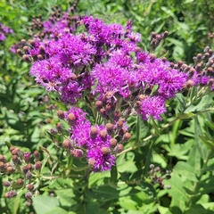 Vernonia baldwinii