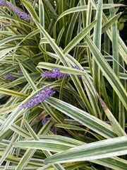 Liriope muscari