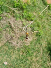 Trithemis pallidinervis