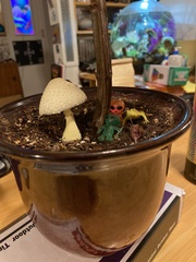 Leucocoprinus birnbaumii