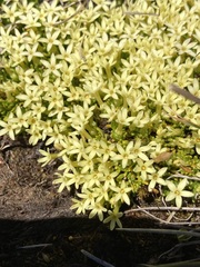 Stackhousia pulvinaris