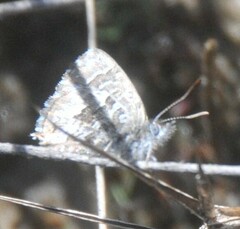 Theclinesthes serpentata