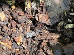 Scutigera coleoptrata