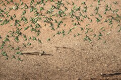 Melopsittacus undulatus