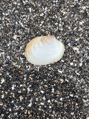 Maoricardium setosum