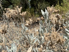 Eriodictyon tomentosum