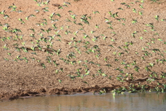Melopsittacus undulatus