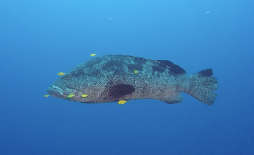 Malabar Grouper