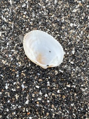 Maoricardium setosum