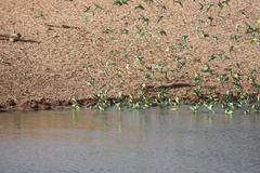Melopsittacus undulatus