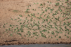 Melopsittacus undulatus