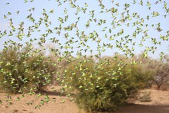 Melopsittacus undulatus