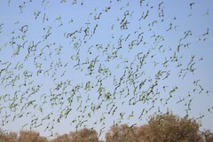 Melopsittacus undulatus