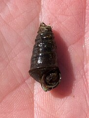 Pleurocera pyrenella