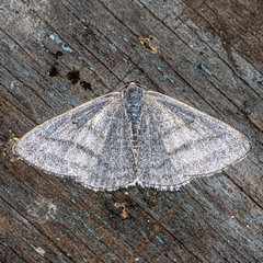 Lomographa platyleucata