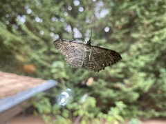 Rheumaptera meadii