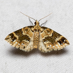 Larentiinae