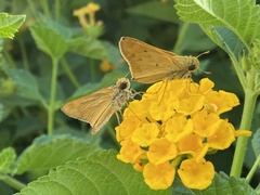 Hylephila phyleus