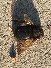 Xylocopa sonorina