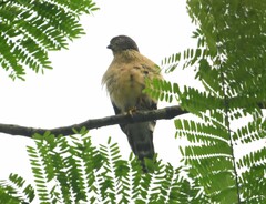 Harpagus bidentatus