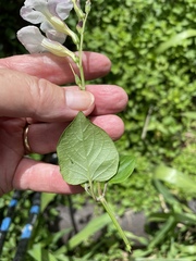 Asystasia gangetica
