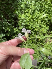 Asystasia gangetica