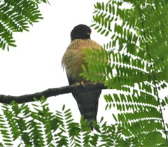 Harpagus bidentatus