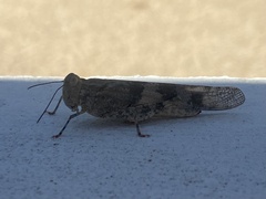 Trimerotropis pallidipennis